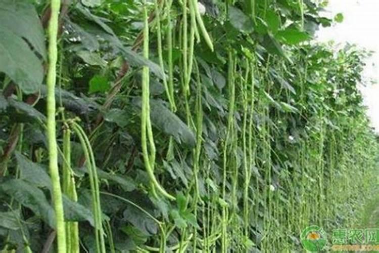 豆角开花期怎样施肥 什么时候施肥产量高