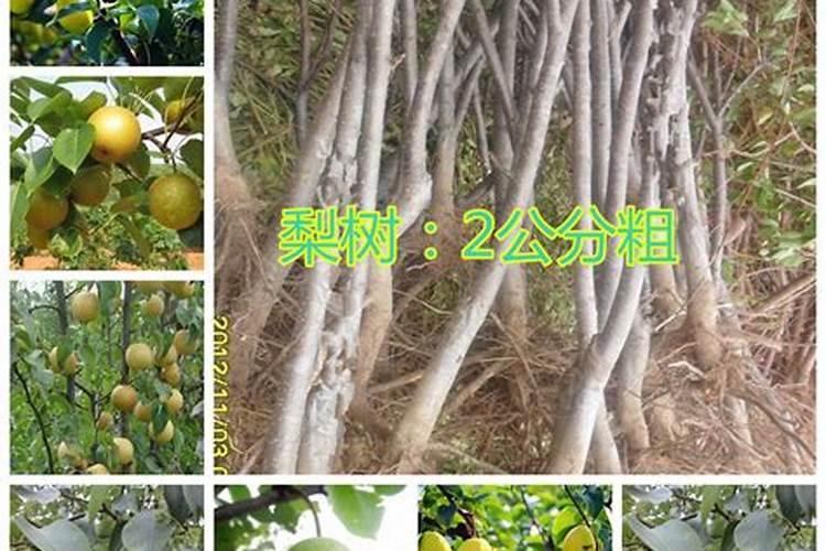 绣球花为什么叶子发黄,边缘干枯？