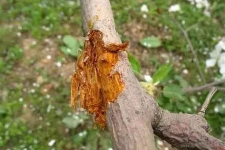 果树烂根有什么应对方法？
