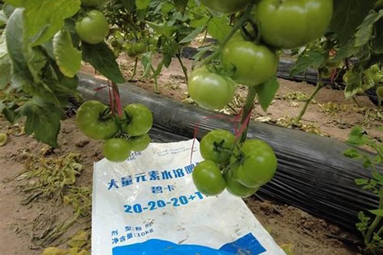 荔枝开园定植有什么好方法？需要注意哪些细节？