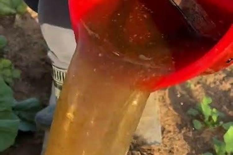 芝麻追肥用什么肥料 什么时间施更合适