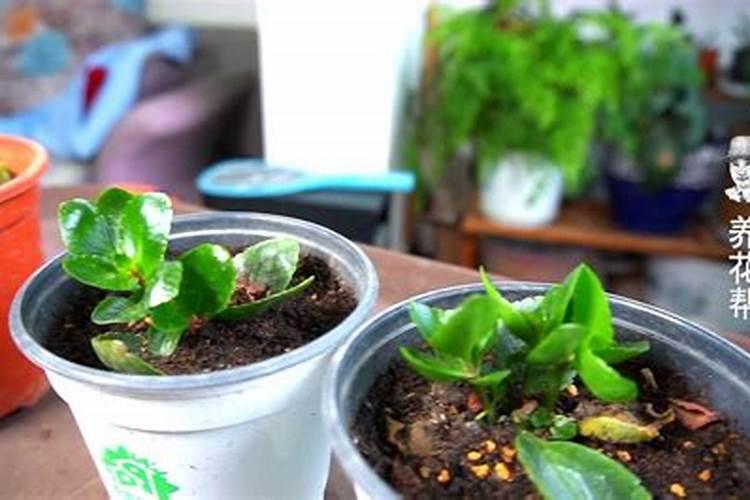 在种植小青菜的时候,怎样科学的施肥和用药呢？