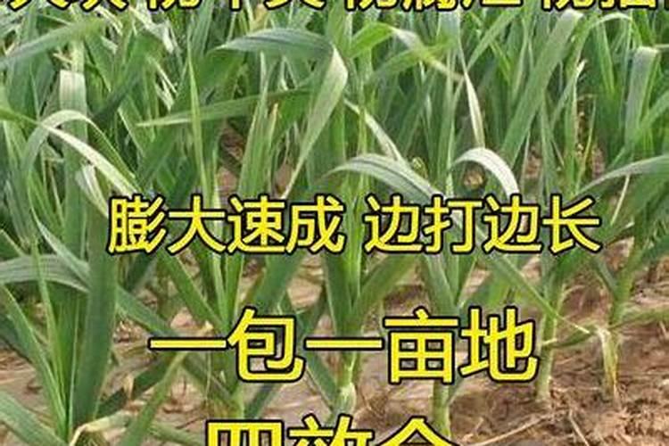 草莓结果期可以叶面糖纯钙吗