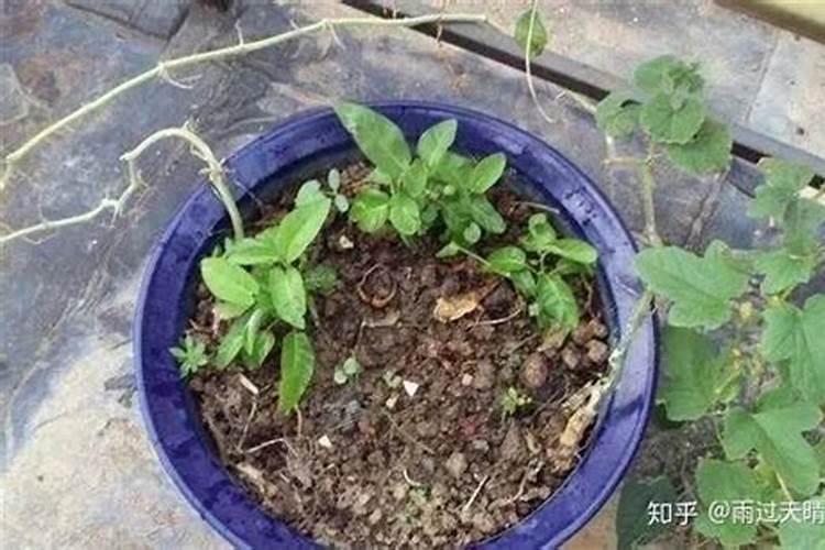 菜籽饼如何发酵成肥料种菜用