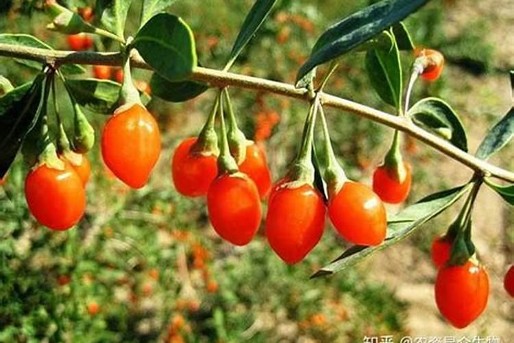 羊粪有机肥含有的元素