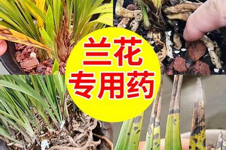 兰花施肥时间和方法,兰花多久施肥一次合适