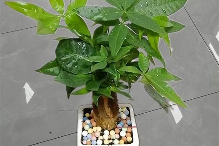 菜心苗怎样炒好吃？