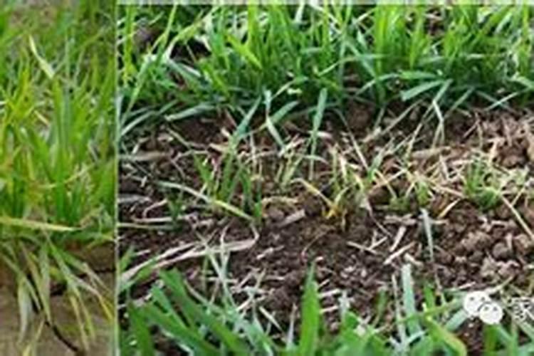 桃树落果用什么药防治？