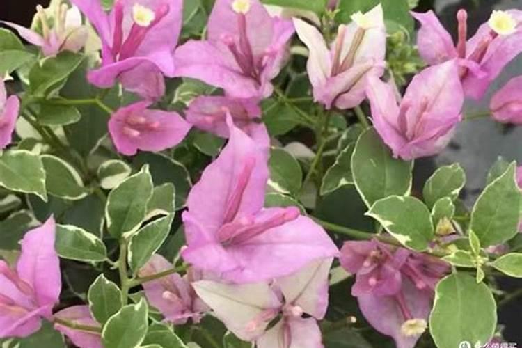 杨梅用了膨大剂怎么辨别？