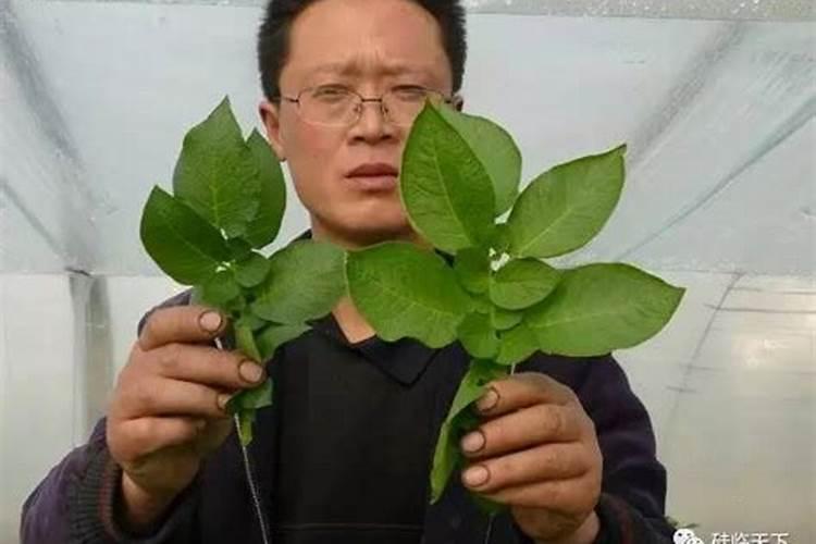 小麦冻水最晚可以延迟到什么时候去浇？