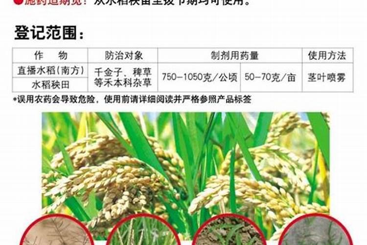 叶面肥什么时间打最合适