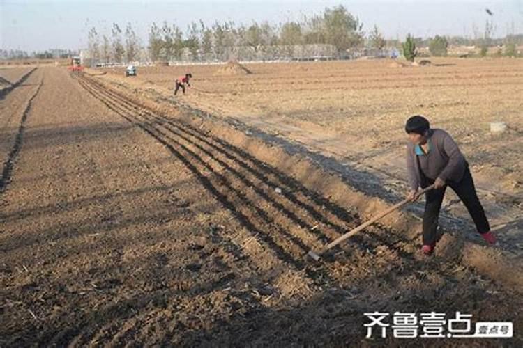 小麦灌浆期管理技巧 小麦怎么施肥