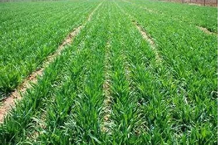 冬小麦用水溶肥可以吗