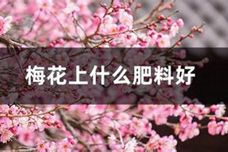 梅花什么时候长花苞 开花时间