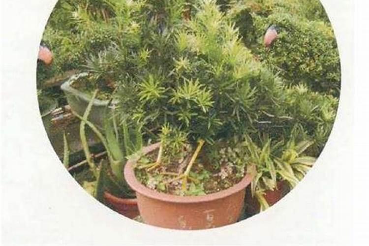 磷酸二氢钾对花卉有什么作用？