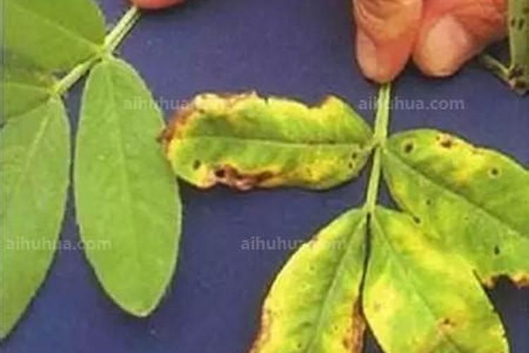 磷酸二氢钾使用方法兰花
