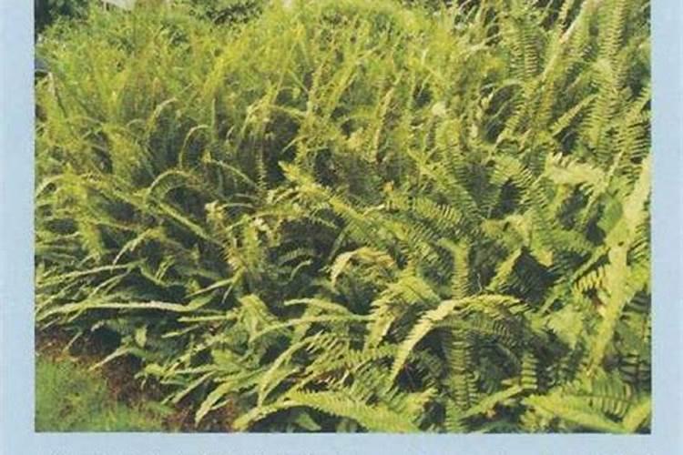 花叶子发黄缺什么肥料(花叶子发黄是缺水还是浇水太多)