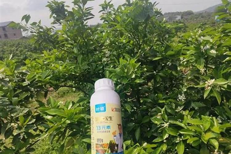 草莓移栽后第一次打什么药 草莓移栽后第一次要打什么药