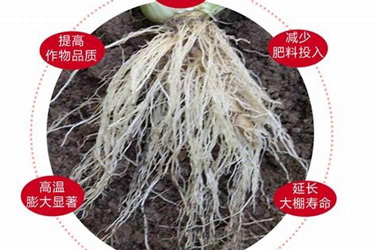 大白菜的功效与作用