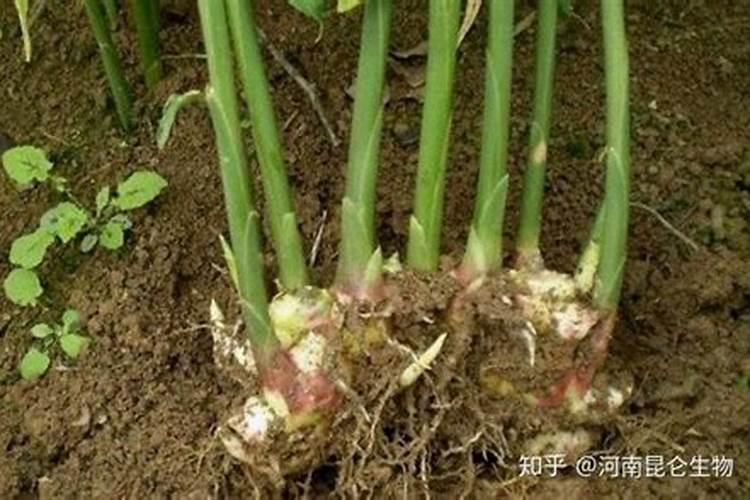 生姜常见施肥误区 生姜怎么施肥