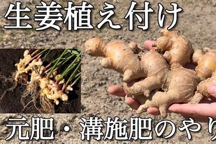 生姜对微量元素肥料的需求