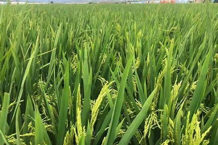 种菜用尿素还是复合肥