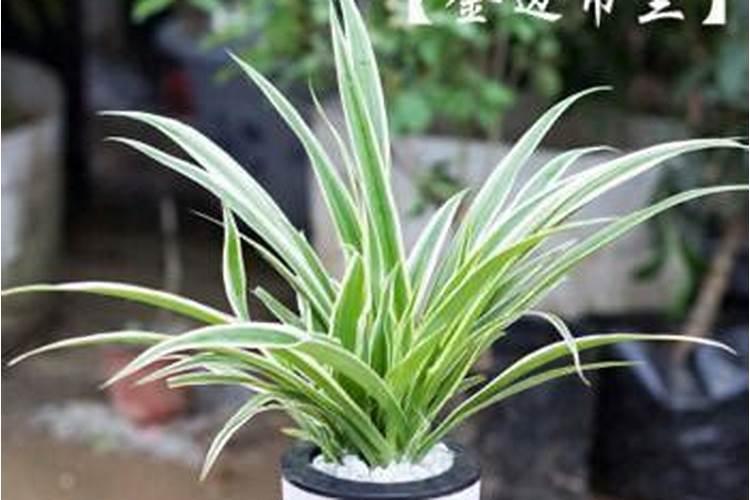 花生施肥的最佳时间