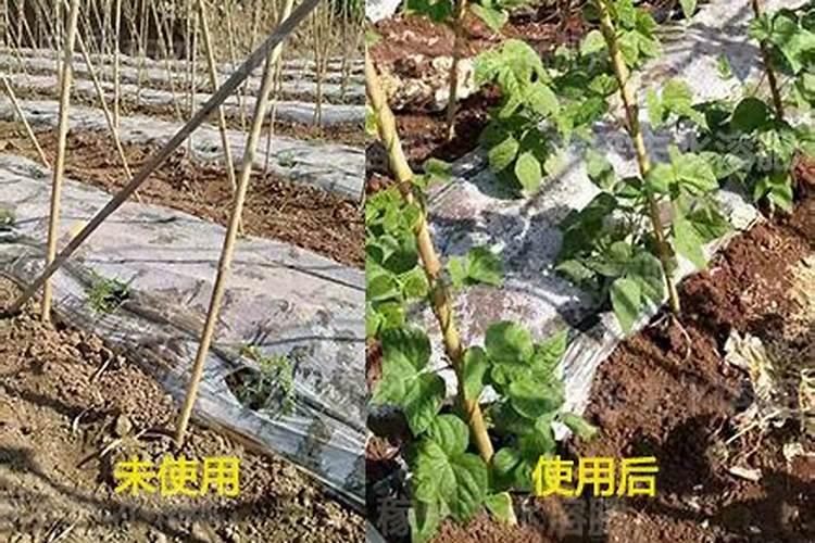 种菜用什么肥料能减少生病的概率？
