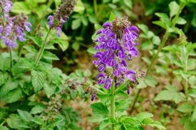 大白菜在多少温度就不长了(白菜到什么时候停止生长)