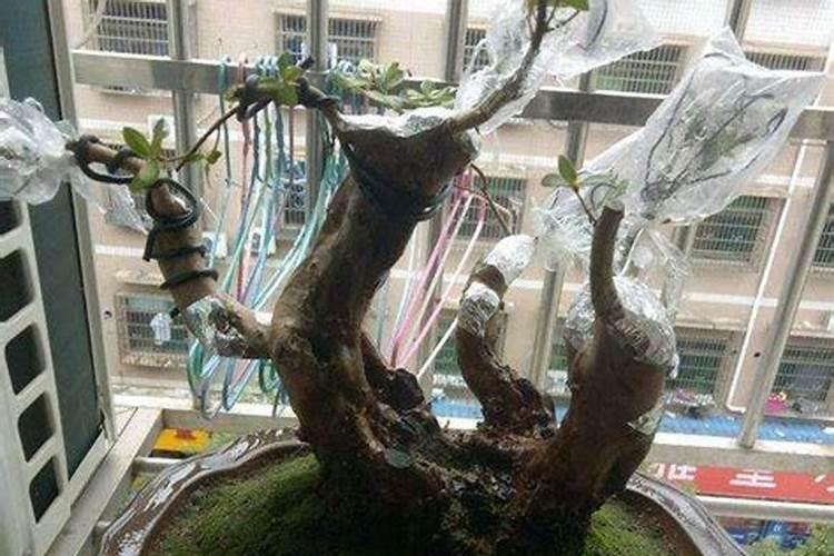 老桩茉莉盆景怎么养
