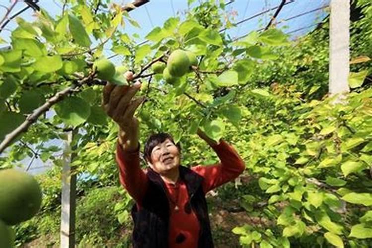 怎么施肥,才能使桃子膨大、增甜效果好？