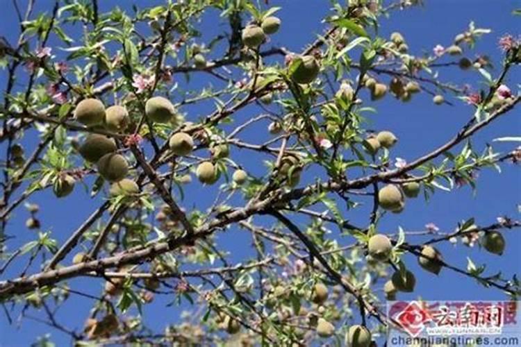 桃树叶面肥如何用磷酸二氢钾