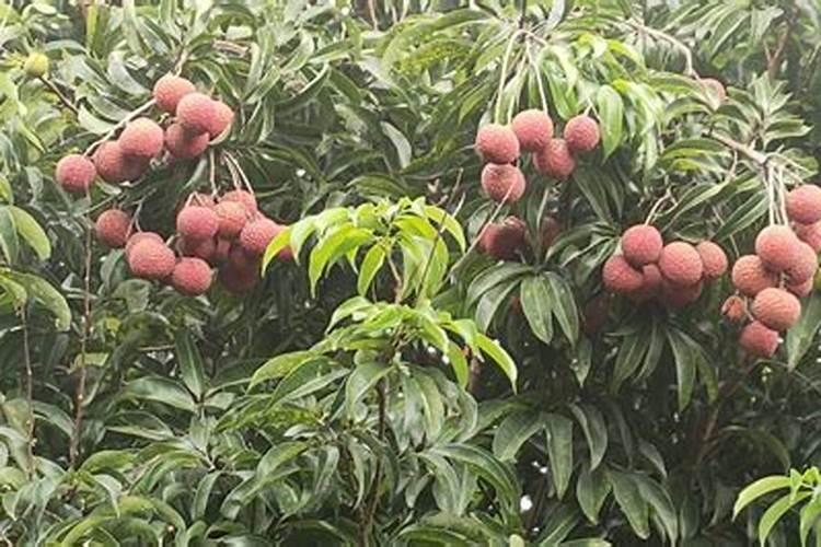 芹菜如何种植？