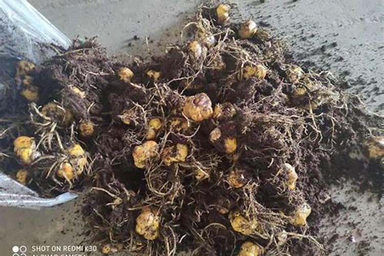 茶梅树啥时候移栽