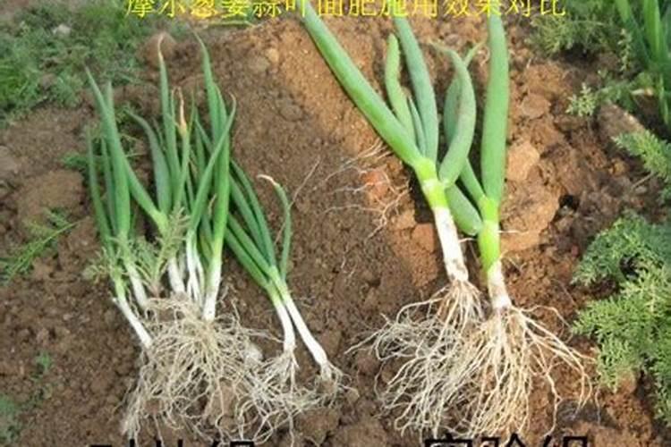 葱要施什么肥料才长得好