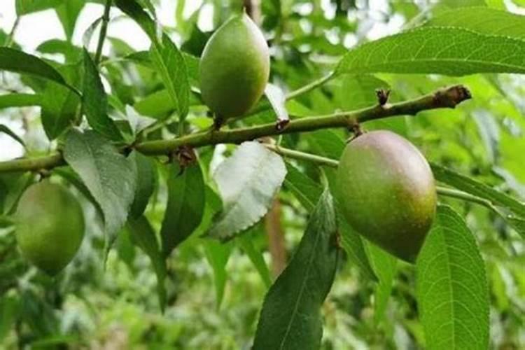 桃子怎样施肥可以丰收