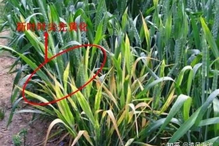 小麦倒伏以后茎通过生长而逐渐直立起来,这是什么原因？