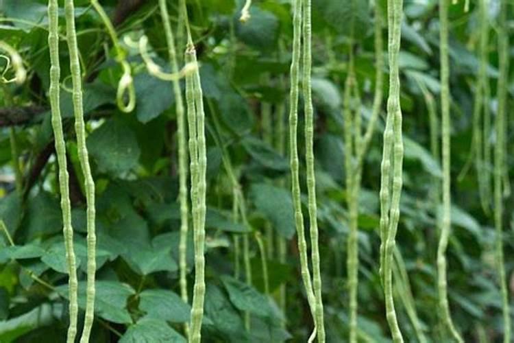 保花保果用赤霉素还是芸苔素