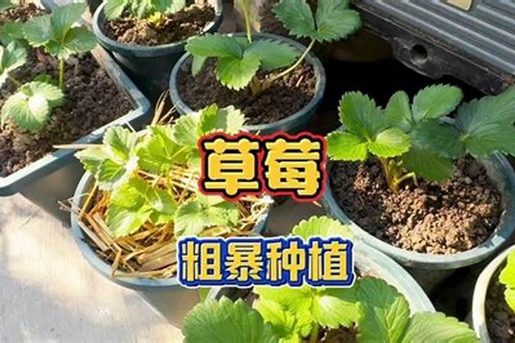 芒果施什么肥