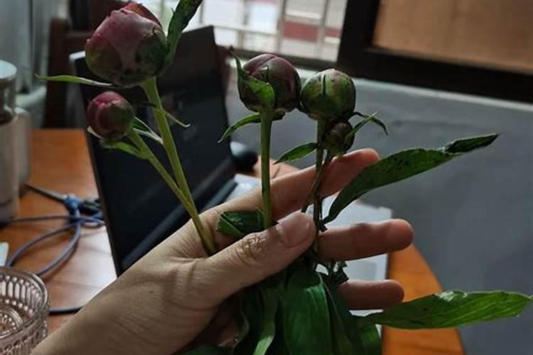 芍药花苞不开花怎么办