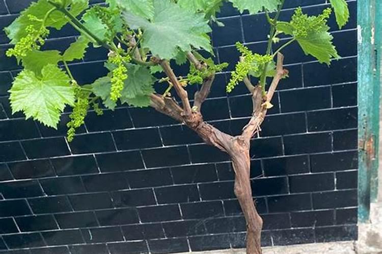 打完豆浆后的豆渣可以做肥料吗？