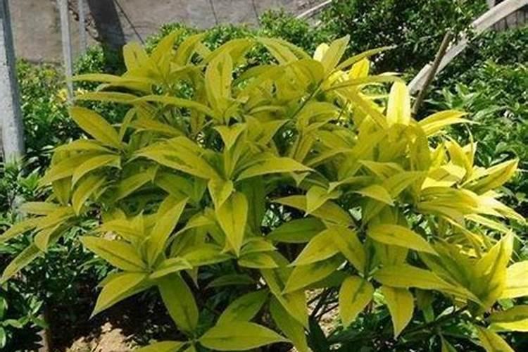 芍药施什么肥最好