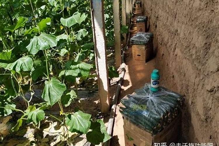 腐烂的水果能不能当作肥料