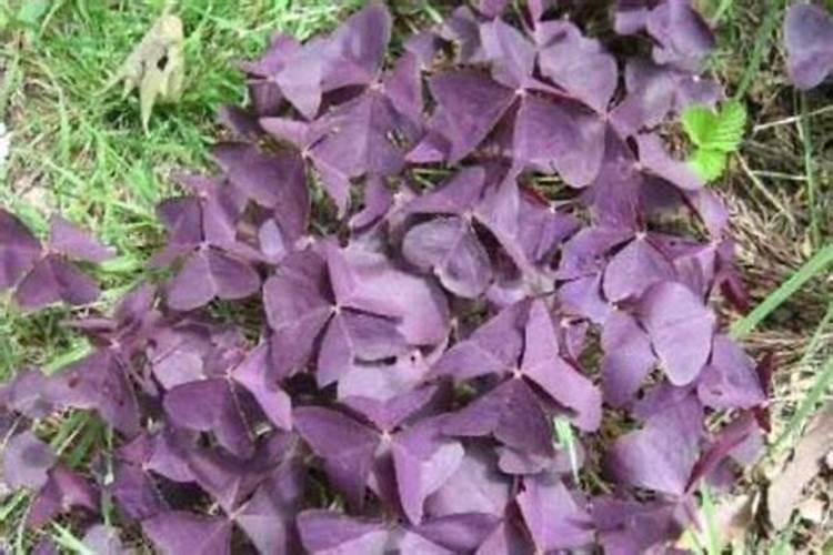 桃树补钙用什么好钙肥