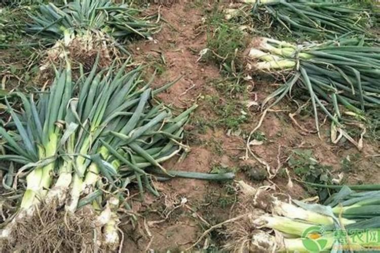 彭果能用碳铵吗