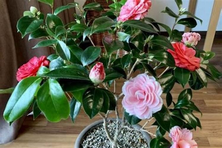 花肥白色颗粒是什么