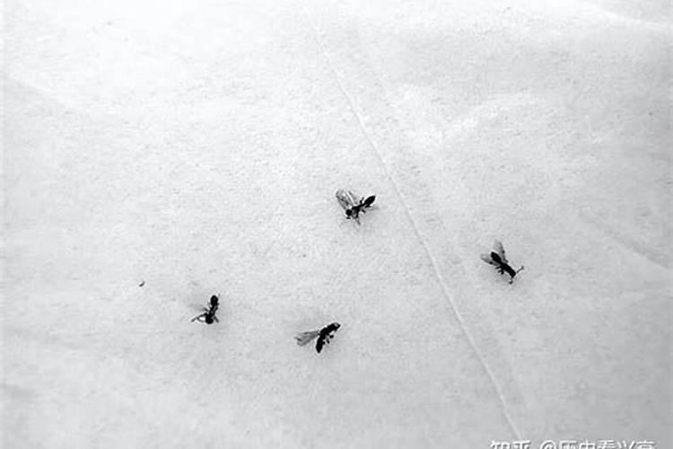 花肥白色颗粒是什么