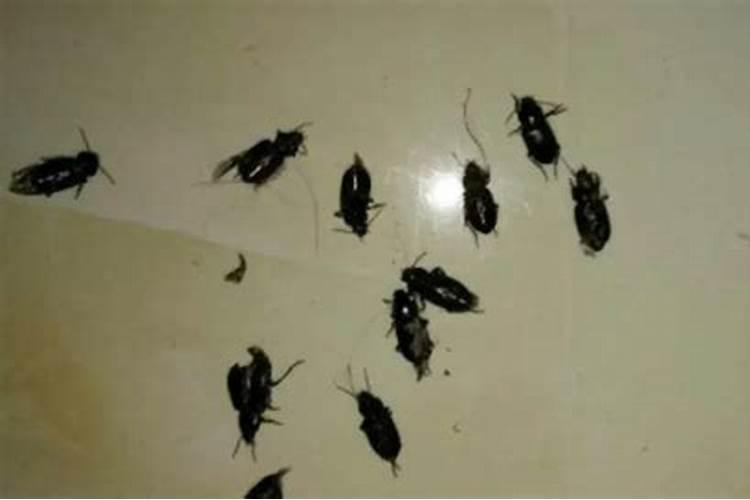 如何防止生姜叶片黄化？