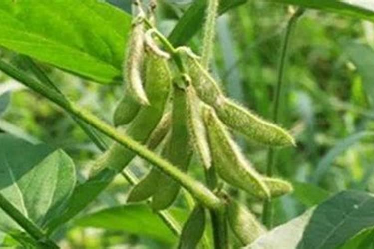 黄豆开花期需要施什么肥