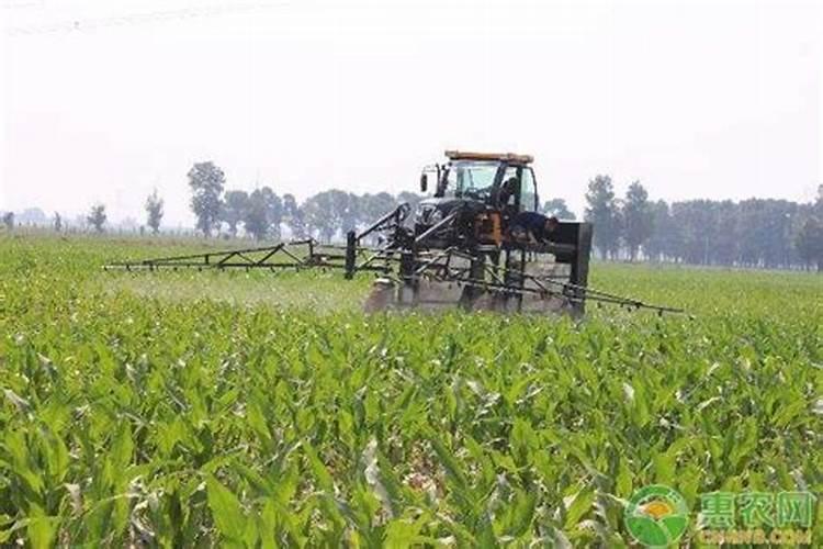 黄豆结荚如何施肥